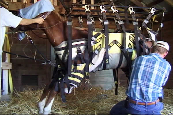 Bunny suspended in the Anderson Sling in the barn.